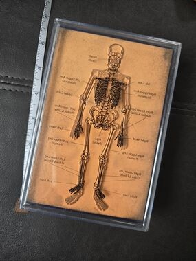 ⭐️Vintage Anatomical Skeleton Large Stamper⭐️